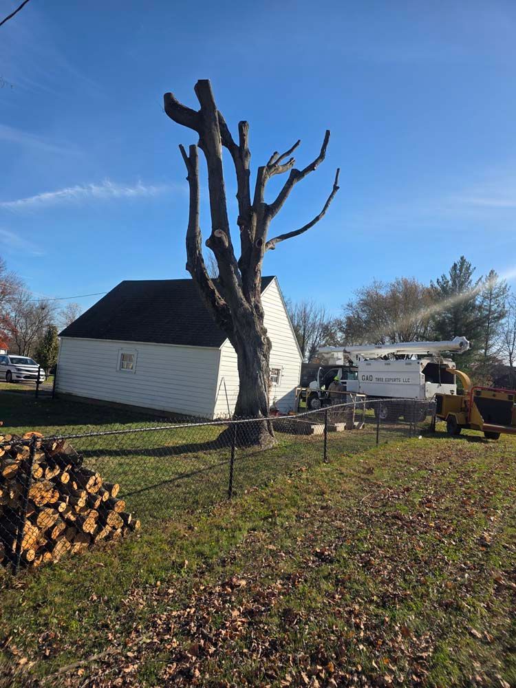 A tree pruned down with a building behind it, firewood at left, sunny day, utility truck at right.