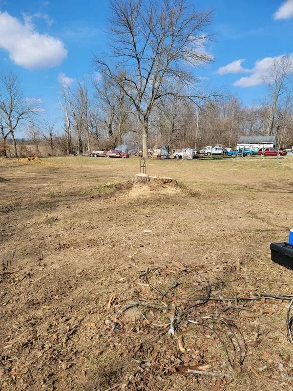 Bare tree on dirt field, cut tree stump, houses in background, blue sky.