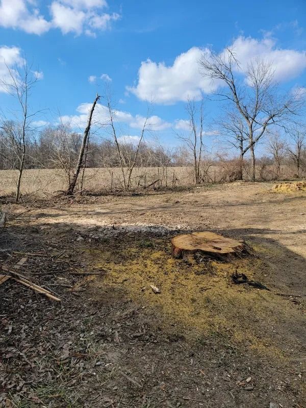 Tree stump with sawdust in a field on a sunny day. Bare trees and blue sky with clouds in the background.