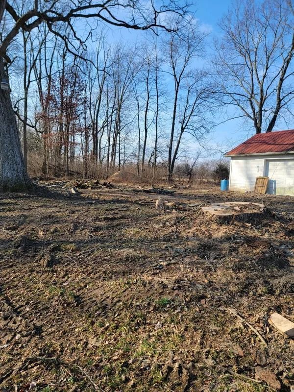 Clearing in a wooded area with tree stumps, a small white building, and bare trees under a blue sky.