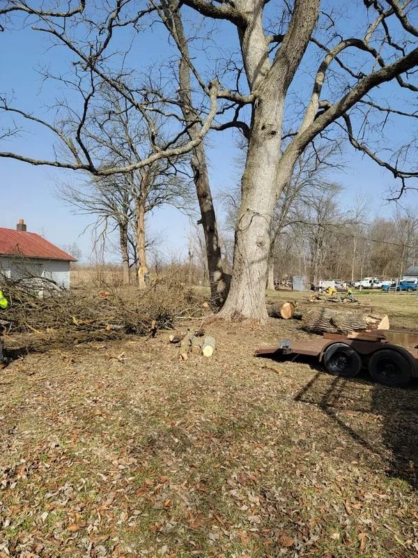 A large tree with cut limbs and logs on the ground, near a small building and trailer.