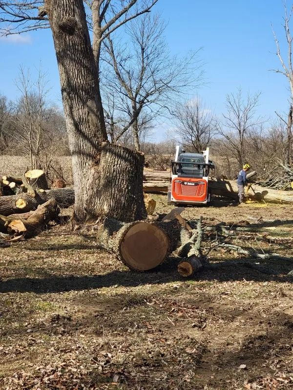 A tree being cut down on a sunny day. A Bobcat and a person in a hardhat are present.