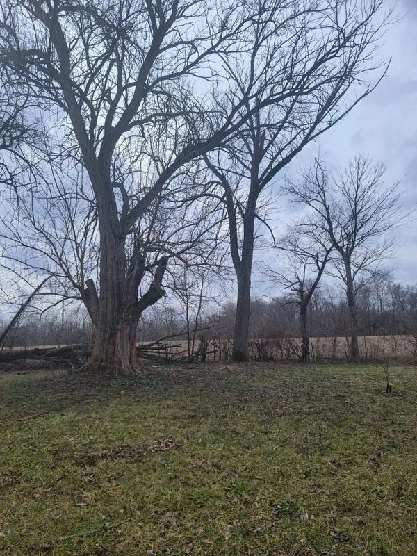 Bare trees in a grassy field on an overcast day. A low fence runs along the tree line.