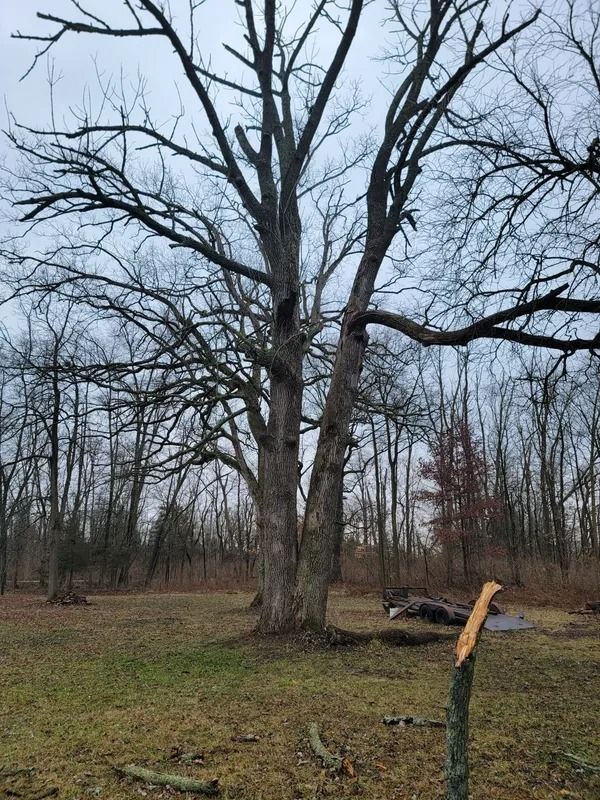 Bare, multi-trunked tree in a grassy field on a cloudy day, with a broken tree limb in the foreground.