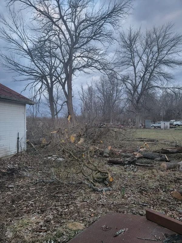 Felled trees and branches scattered on the ground near a building and bare trees under a cloudy sky.