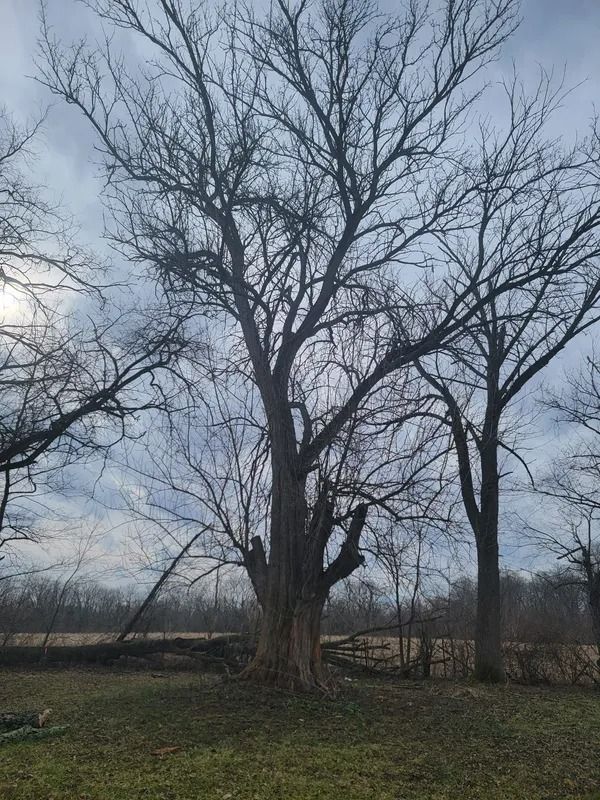 Large tree with bare branches against a cloudy sky, in a grassy field.