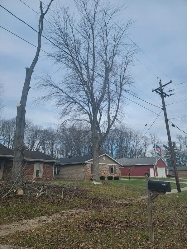 A tall tree, partly trimmed, stands near houses and power lines on a cloudy day.
