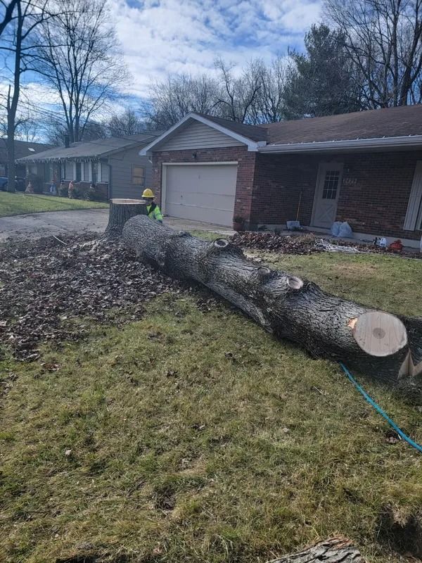 A felled tree on grass in front of a house, debris and a worker with a chainsaw.