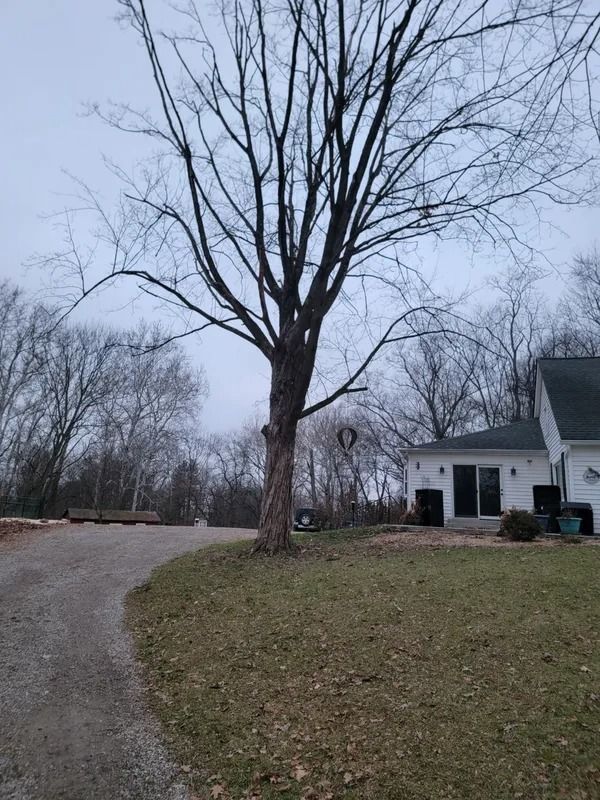 A bare tree next to a driveway and a white house on an overcast day.