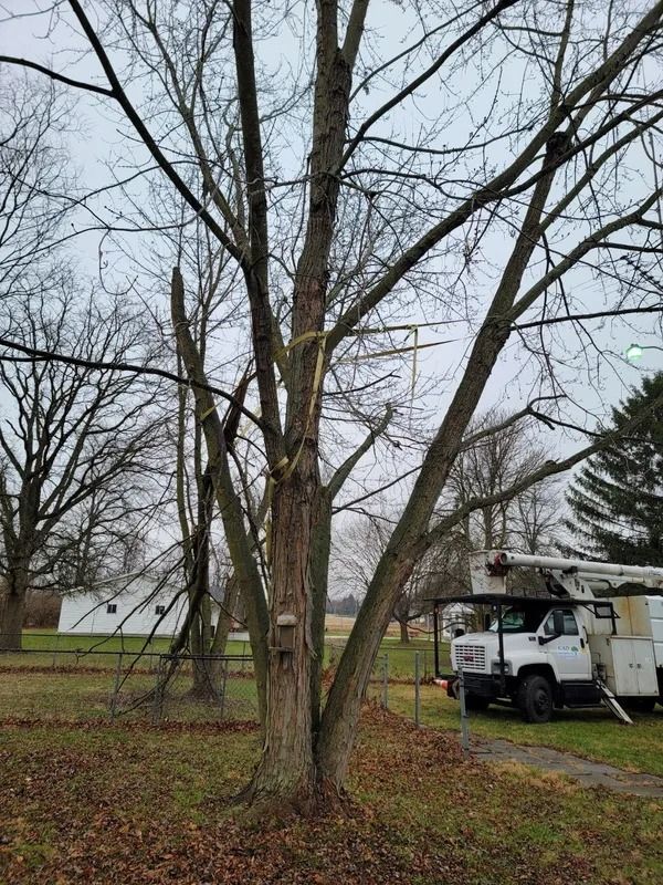 Tree with broken branches near power lines, a utility truck with a lift, and a building on a grassy lawn.