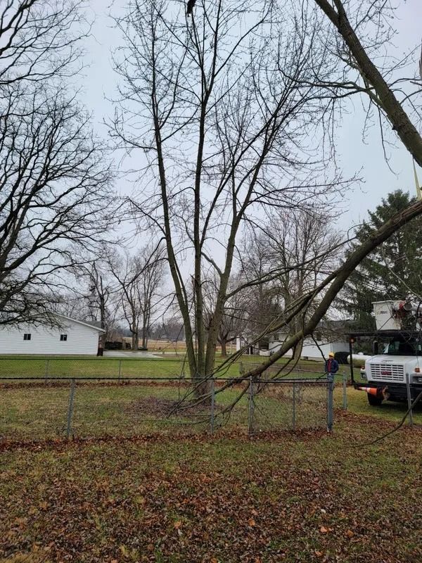 Bare tree in yard, with fence and houses in the background; a tree service truck is present.