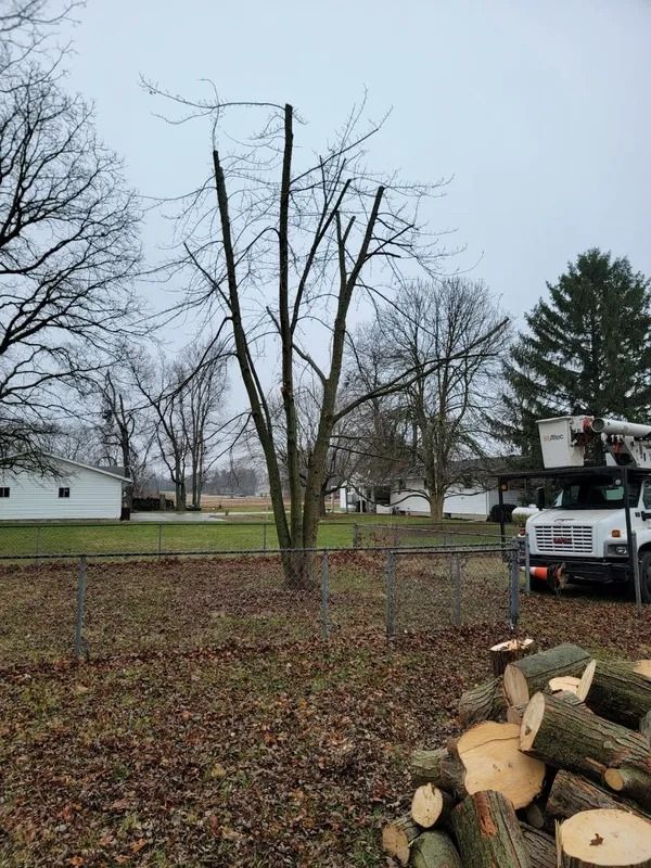 Tree being trimmed by a truck with a lift; cut branches on the ground. Overcast day.