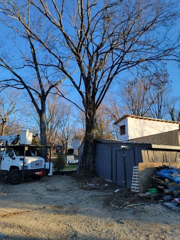 Bare tree next to a small shed and a truck with a lift on a gravel lot under a blue sky.