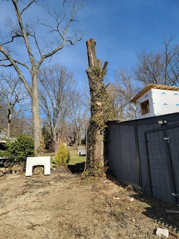 Tall, trimmed tree with ivy, next to a gray shed and construction site, against a bright blue sky.