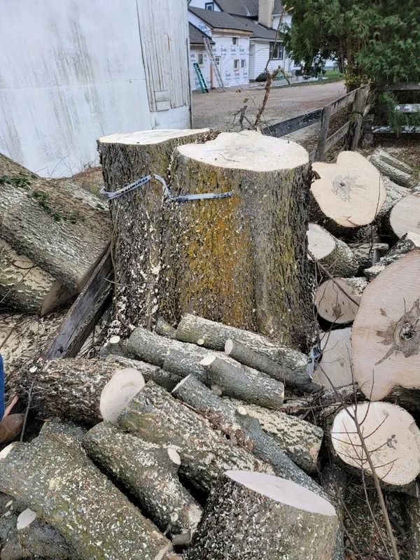 Logs and tree stumps in a pile, recently cut with a chainsaw, outdoors near a white building.