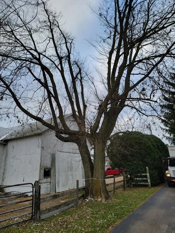 Bare tree with branching limbs beside a white building and a green shrub under a cloudy sky.