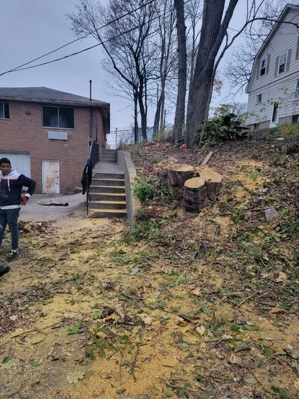 Two tree stumps on a hill, next to a concrete staircase. A person stands left.