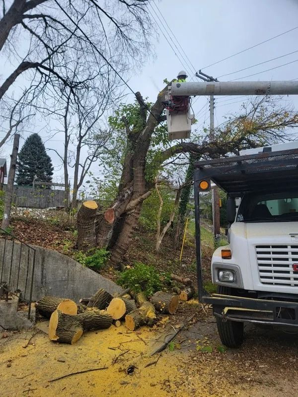 Tree service cutting tree near power lines; worker in lift, logs on ground.