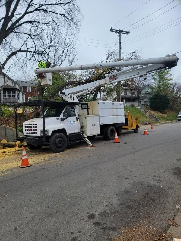 A tree service truck trimming a tree on a residential street; a worker in the bucket is cutting branches.