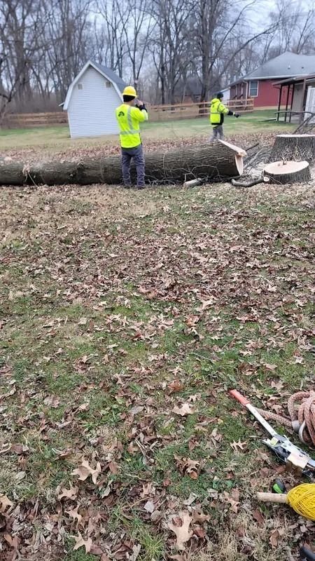 Two workers in yellow vests near a fallen tree in a yard; a white shed and house in background.