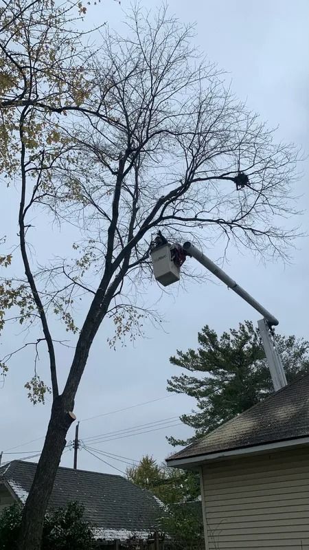 Tree trimming service: bucket lift cutting branches from a tall tree near a house. Overcast day.