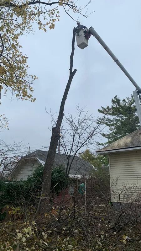 Tree being trimmed by a worker in a bucket truck next to a house on an overcast day.