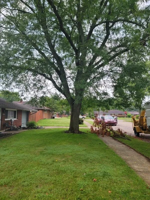 A tall tree in a yard next to a sidewalk and a red car. The yard has green grass.