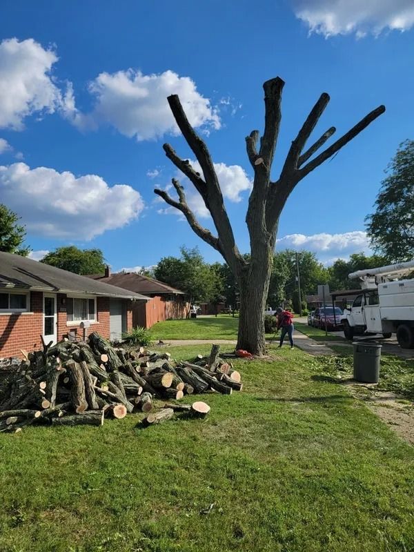 Tree being trimmed in a yard, with cut limbs on the ground. A person is near the tree. Blue sky, green grass.