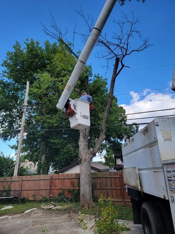 Man in bucket truck trimming a tall tree next to a fence and power lines on a sunny day.