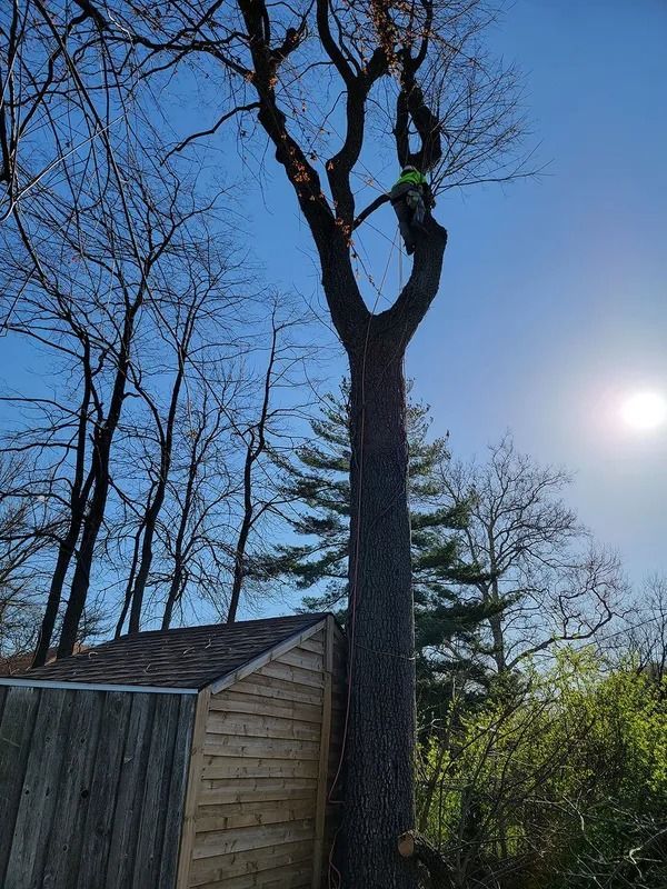 Arborist in a tall tree, cutting branches near a small wooden shed on a sunny day.