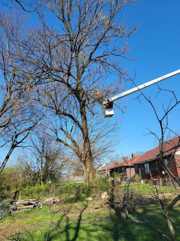 Tree being trimmed by a worker in a lift, bright blue sky, sunny day, residential setting.