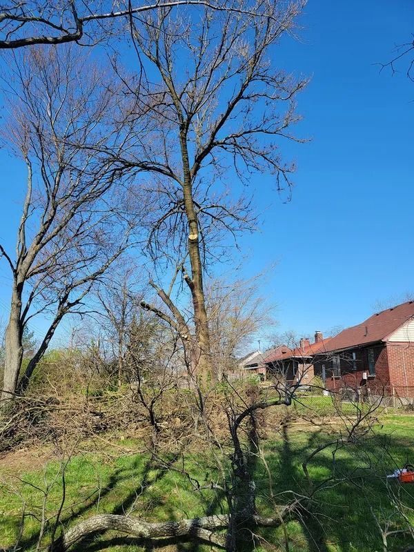 Bare tree against a bright blue sky, with a house visible in the background.