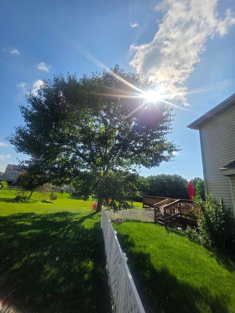 Bright sun shining through a leafy tree in a backyard with a white fence, green grass, and part of a house.
