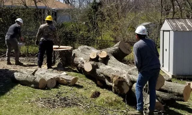 Three people wearing hard hats cut a fallen tree on green grass near a small shed.