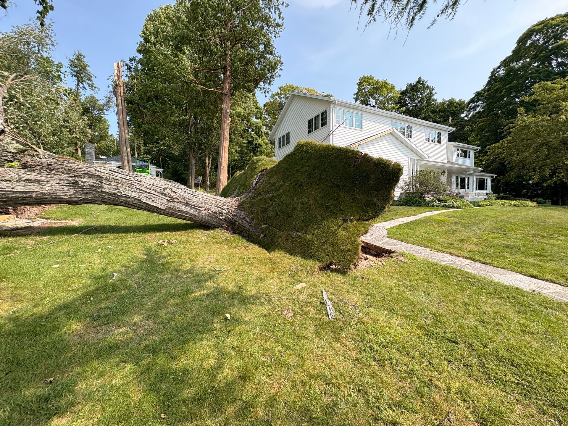 Fallen tree on grass in front of white house with a partially trimmed hedge and a sidewalk.