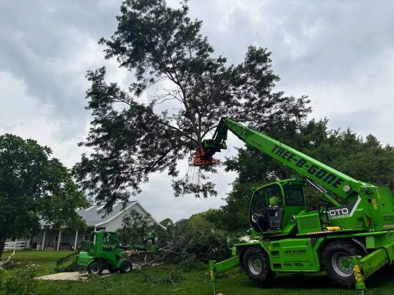 Green tree removal equipment cutting a tree on a cloudy day.