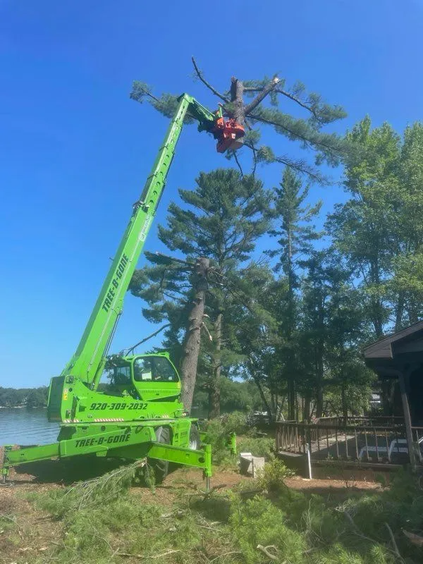 Green boom lift trims a tall pine tree near a lakeside house on a sunny day.