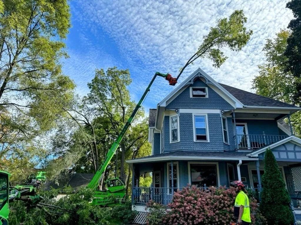 Tree service trimming a tree near a blue house; worker in a yellow vest watches.