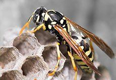 Wasp