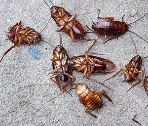 Cockroaches