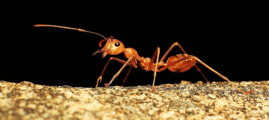 ant