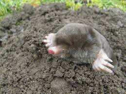 moles