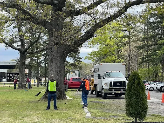 Workers in safety vests near a large tree and parked vehicles. Park-like setting, overcast sky.