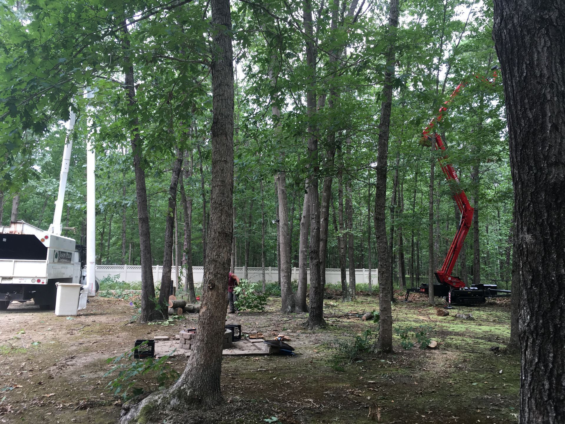 Tree service removing trees in a wooded area with an extended boom lift.