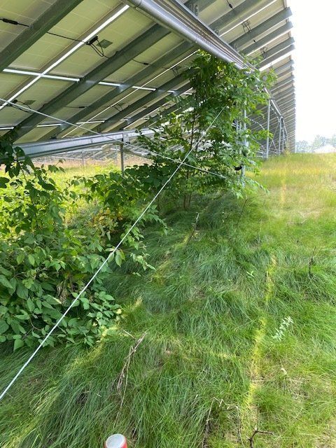 Solar Field Mowing Services