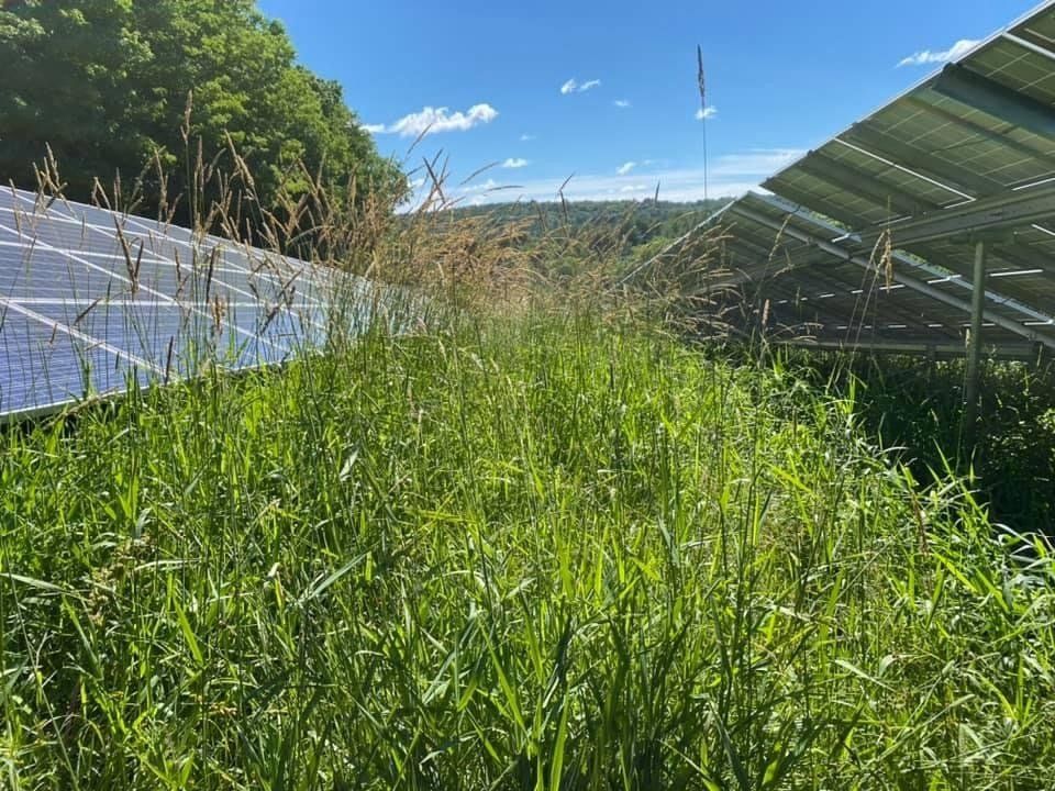 Solar Field Mowing Services