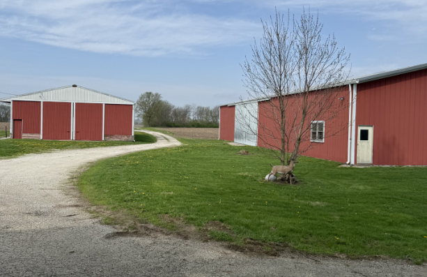 Red barns beside a gravel road and green lawn under a blue sky