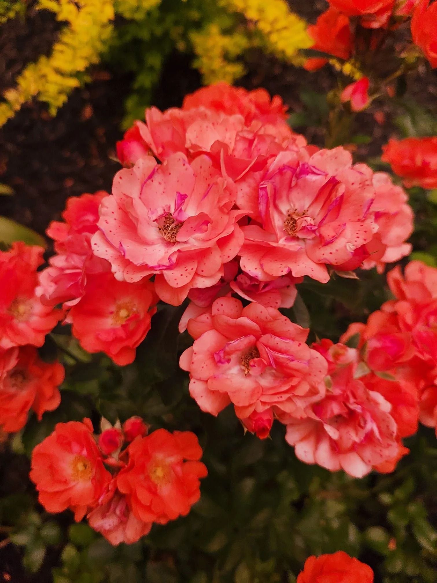 Cluster of vibrant orange-red roses with tiny dark spots, against a background of green leaves and yellow flowers.