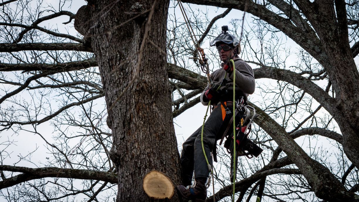 A man is climbing a tree with a rope around his waist.