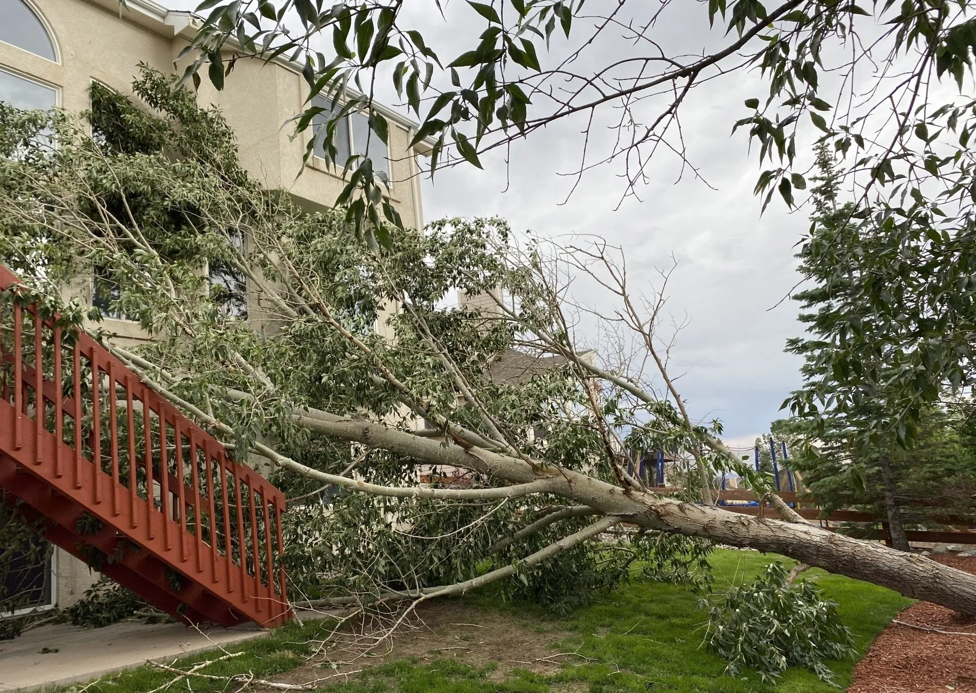 Emergency Tree Service